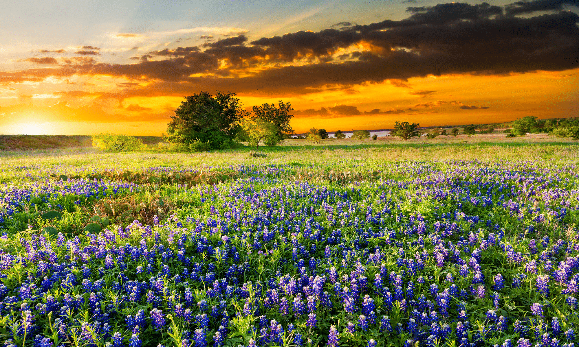 Texas Bluebonnets